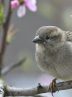 افزایش ۳۵ درصدی نرخ بلیت بازدید از باغ پرندگان