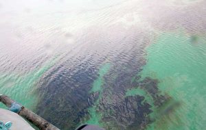 «آلودگی نفتی»؛ مهم‌ترین موضوع برای همکاری‌های زیست‌محیطی حوضه خلیج فارس